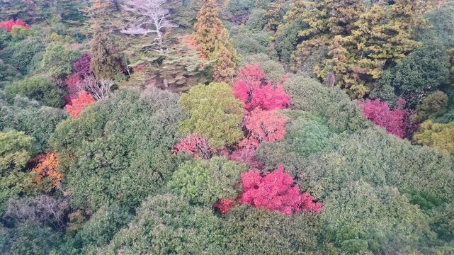 紅葉した森林の空撮