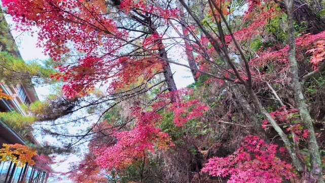 Autumn foliage scenery along a mountain path