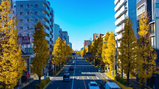 A timelapse of traffic jam at the yellow gingko street in Tokyo wide shot panning