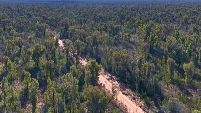 Aerial View of a Dirt Road Through Dense Australian Bushland