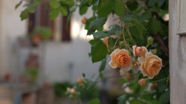 Orange Climbing Roses Blooming in a Rustic European Courtyard