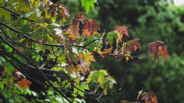 The colorful maple leaves&mdash;ranging from green and yellow to reddish hues&mdash;appear wet with raindrops dripping from their tips, creating a serene, fresh, and cinematic natural atmosphere.