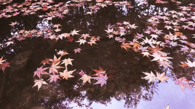 Reflections of trees and the sky upon the water create a serene, peaceful natural atmosphere, showcasing the beauty of the autumn season.