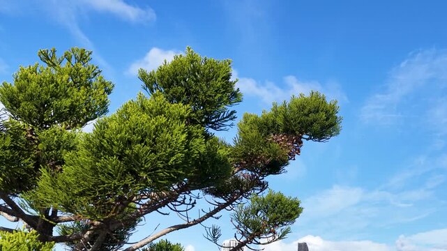 Norfolk Island Pine Branches Against Blue Sky in Gold Coast