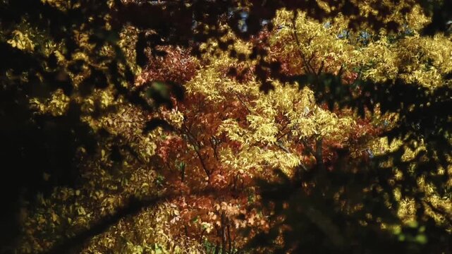 The leaves sway gently in a soft breeze under the sunlight, framed by the silhouettes of dark foliage in the foreground.