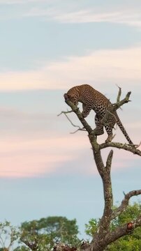 Leopard Walking Along a Tree Branch in the Wild at Sunset
