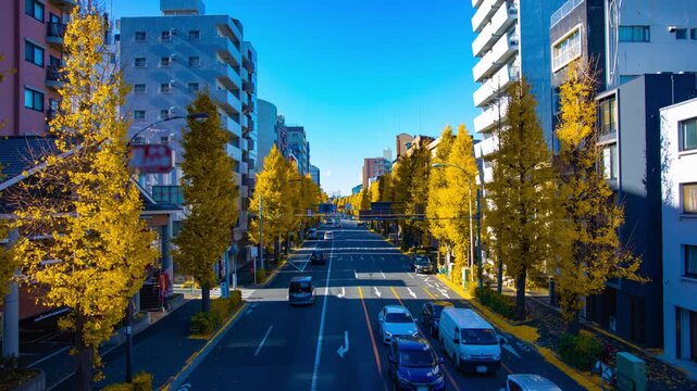 A timelapse of traffic jam at the yellow gingko street in Tokyo wide shot