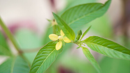 Obraz premium This flower belongs to the genus Ludwigia, commonly known as primrose-willow or water-primrose. Taken from Las Pinas, NCR, Philippines.