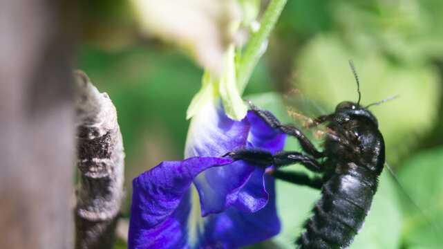 This insect is a carpenter bee from the genus Xylocopa. In the image, it is foraging on a blue pea flower (also known as butterfly pea or Clitoria ternatea). Taken from Las Pinas, NCR, Philippines.