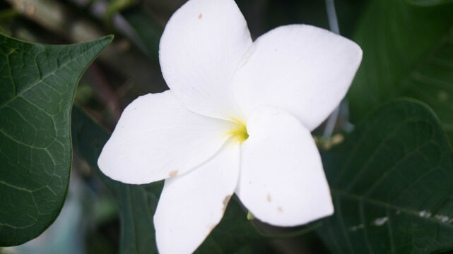 This flower is Plumeria pudica, a highly popular species in the Apocynaceae family. Taken from Las Pinas, NCR, Philippines.