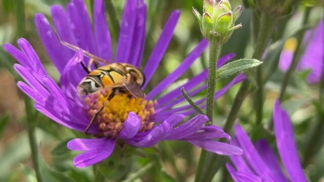 Helophilus trivittatus hoverfly feeding on nectar of purple Symphyotrichum aster bloom
