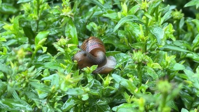 Helix pomatia garden snail with striped shell moving through dewy green foliage