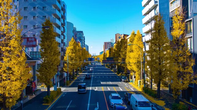 A timelapse of traffic jam at the yellow gingko street in Tokyo wide shot zoom
