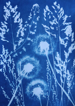 cyanotype, cyanotype plant print, sun-kissed print, blue print, flower print, flower silhouette