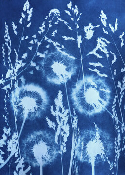 cyanotype, cyanotype plant print, sun-kissed print, blue print, flower print, flower silhouette