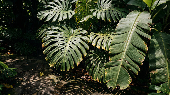 Large mature monstera and tropical leaves create an architectural pattern of organic shadows, illuminated by directional sunlight in a sophisticated botanical composition.