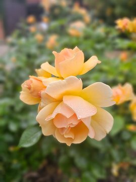 Close-up of a delicate peach-yellow rose with water droplets and soft green bokeh background
