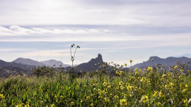 a timelapse of the roque nublo in gran canaria and spring flowers in field