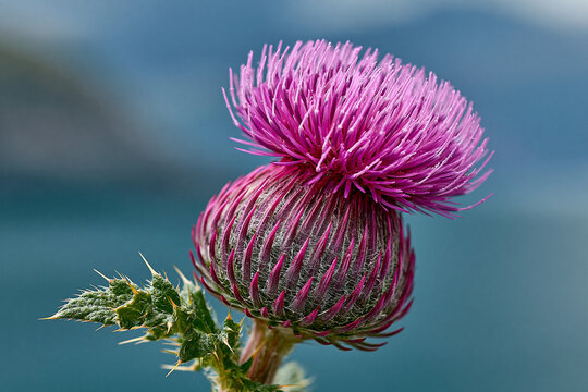 Blooming purple thistle flower macro shot in nature with thistle bloom