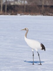 Obraz premium Juvenile Red-Crowned Crane Standing in the Snow