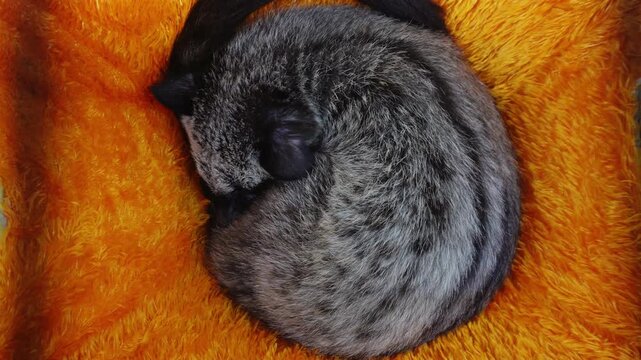 Close-up of a sleeping fox curled up on a warm orange blanket.