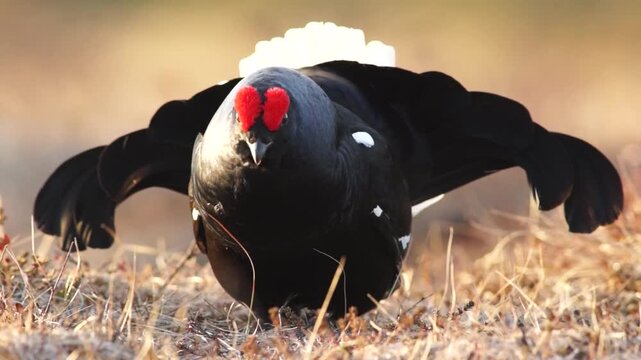 Video Black Grouse (Tetrao tetrix), male, courtship, Finland