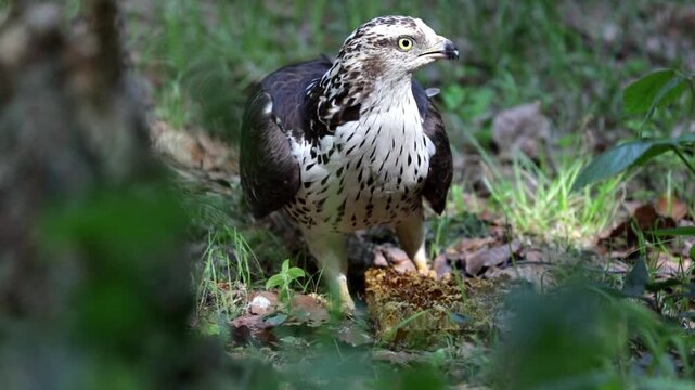 European honey buzzard (Pernis apivorus), Germany