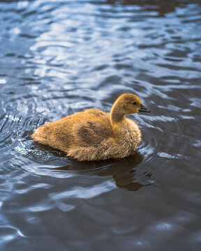Cute little fluffy gosling swimming alone in the blue water Small young duckling swimming on a calm pond surface with soft ripples Adorable baby goose newborn bird paddling in a lake during spring