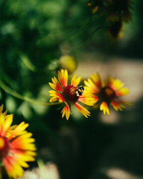 Honey bee collecting pollen on bright yellow and red gaillardia flower Close up macro shot of a bee pollinating gaillardia pulchella wildflower in summer Honeybee sitting on gaillardia aristata blanke