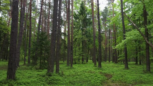 Drone flight through a deciduous forest and pine forest, pine forest, trees, forestry, summer, East Styrian hill country, Styria, Austria