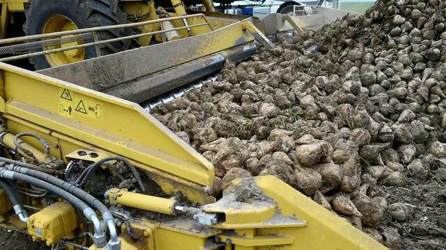 Beet cleaning loader picks up, cleans and loads beetroot (Beta vulgaris subsp. vulgaris), Hesse, Germany