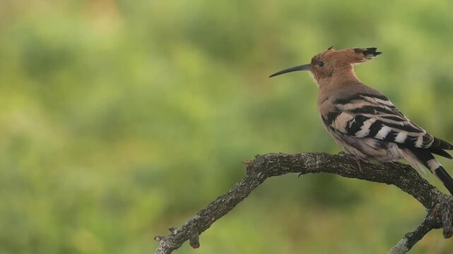 Hoopoe (Upupa epops) male feeding the female at the breeding site, Extremadura, Spain