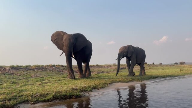Two African elephants (Loxodonta africana) walk along the riverbank, at sunset, Kasane, Chobe River, Chobe National Park, Botswana