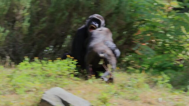 Western gorilla (Gorilla gorilla), sub-adult, young animal, playing, three animals, siblings, brothers, imposing attitude, Central African Republic
