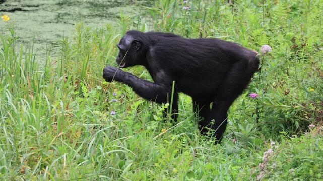Bonobo (Pan paniscus), dwarf chimpanzee, adult, female, foraging, eating, Democratic Republic of Congo