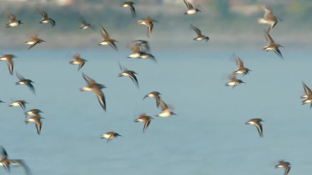 Dunlin (Calidris alpina), Devon, England, United Kingdom