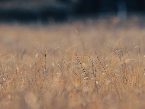 Blurred Golden Dry Grass Field with Soft Bokeh in Warm Afternoon Light