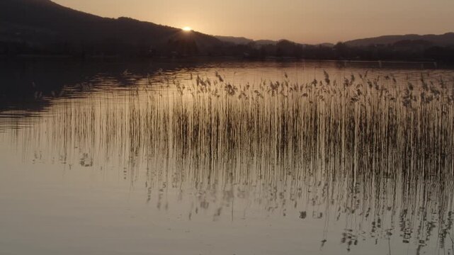 Sunset at Lake Mondsee with reeds reflected in the water, Salzkammergut, Austria