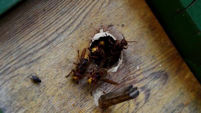 European hornets (Vespa Crabro) live in birdhouses