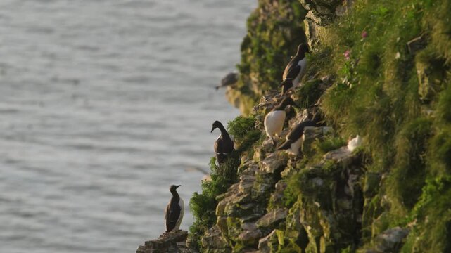 Common Murre, Common Guillemot, Uria aalge, birds colony on cliffs, Bempton Cliffs, North Yorkshire, England, United Kingdom