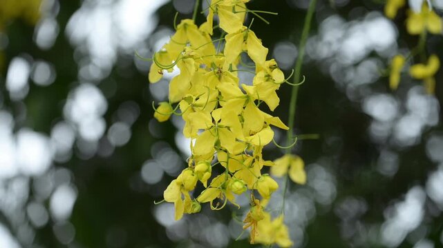Footage of the Golden shower tree flowers blooming in the nature. It is the national tree and flower of Thailand.
