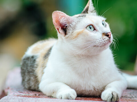 White and Calico Cat Portrait with Striking Green Eyes Looking Up