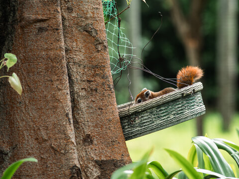 Variable Squirrel Peeking from Weathered Wicker Basket in Garden
