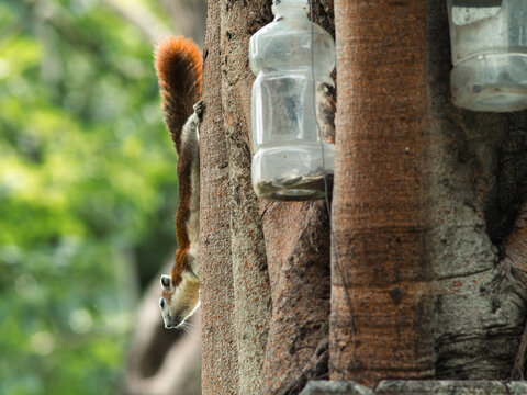 Squirrel Hanging Upside Down on Tree Trunk Peering Downward
