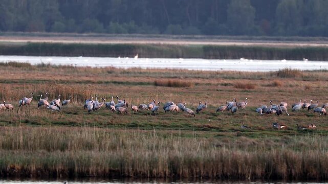 Common crane (Grus grus), Germany