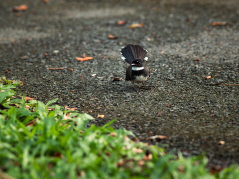 Pied Fantail Bird with Spread Tail Feathers Foraging on Ground