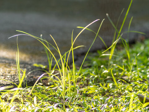 Backlit Grass Blades Glowing Golden Beside Roadside Pavement