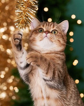 Curious tabby kitten reaching for golden tinsel with warm bokeh lights in background, festive holiday atmosphere
