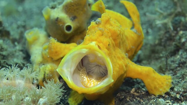 Giant frogfish (Antennarius commersonii), open mouth, Lembeh Strait, Indo-Pacific, Indonesia