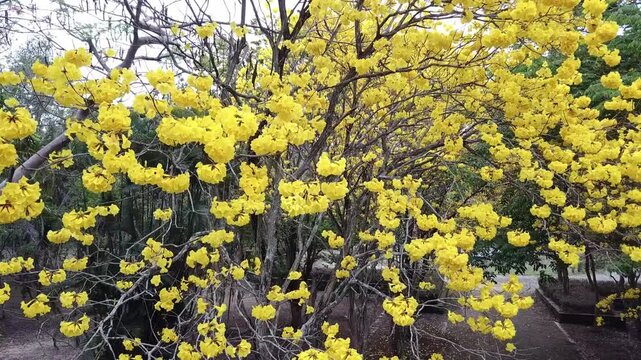 Beautiful golden trumpet tree (others name is Yellow Tabebuia flower) blooming in the garden in rural Thailand.